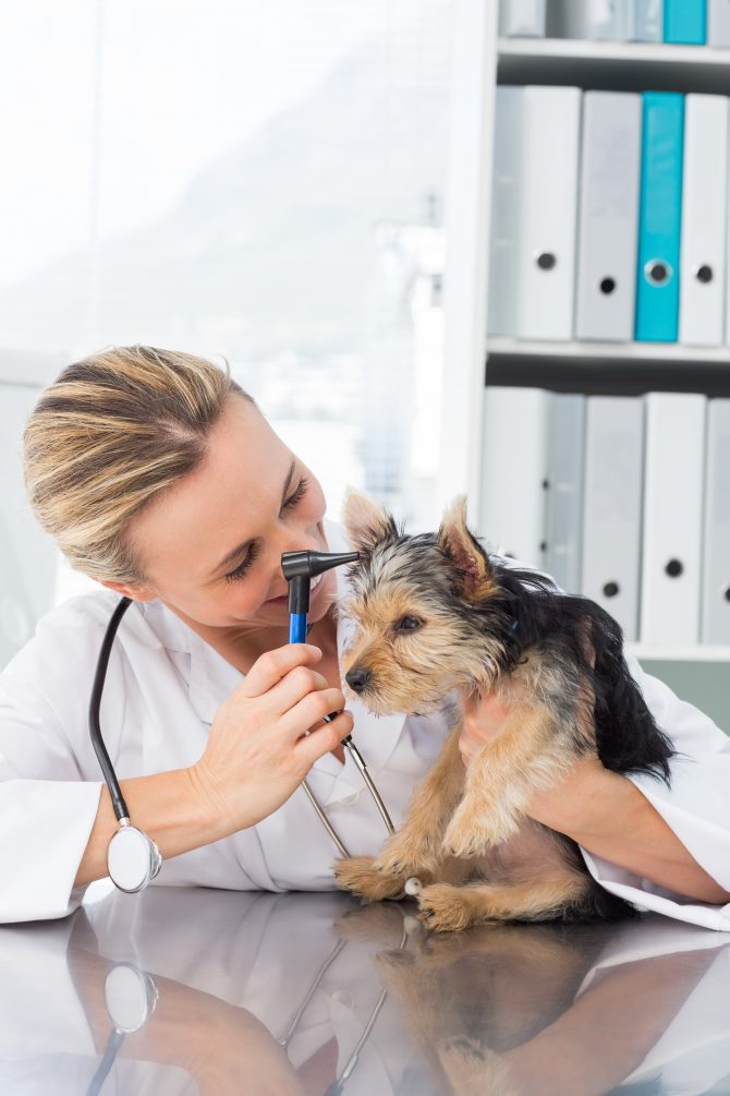 Hartville Pet Insurance Group Rebrands as Crum & Forster Pet Insurance