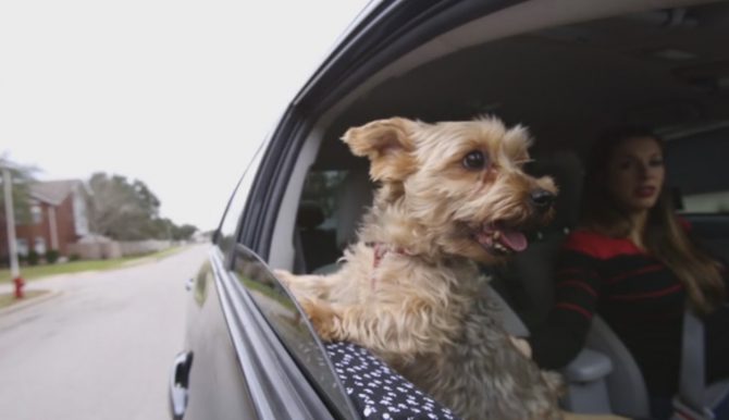 car door guard for dogs