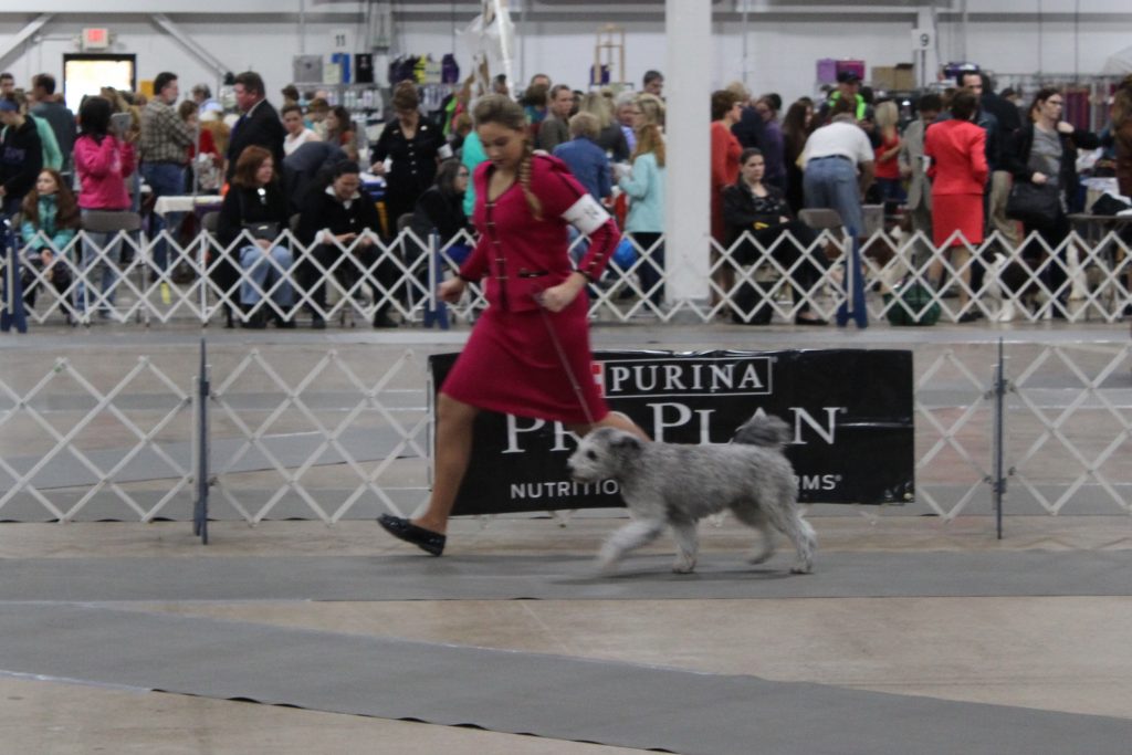 The National Dog Show Presented by Purina Pet Age