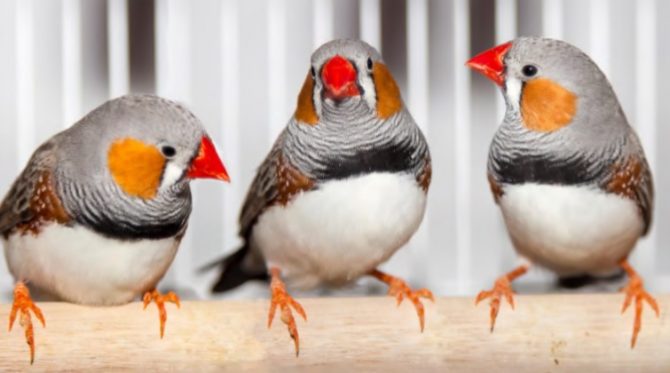 pet finches