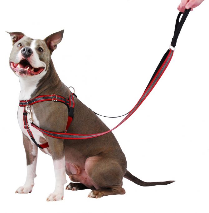 Freedom No-Pull Dog Harness - Clean Run