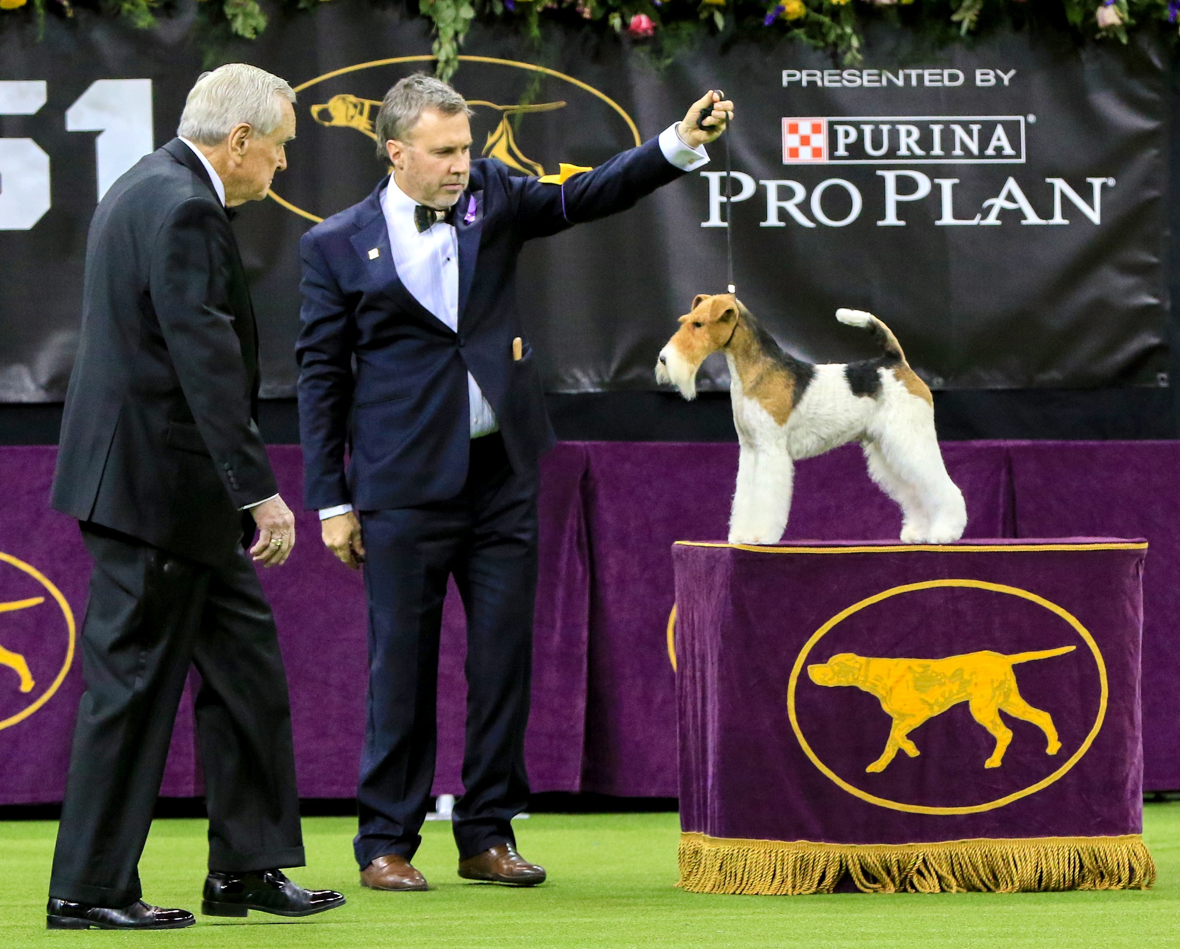 Westminster Kennel Club 2022 Dog Show Returning to New York City Pet Age