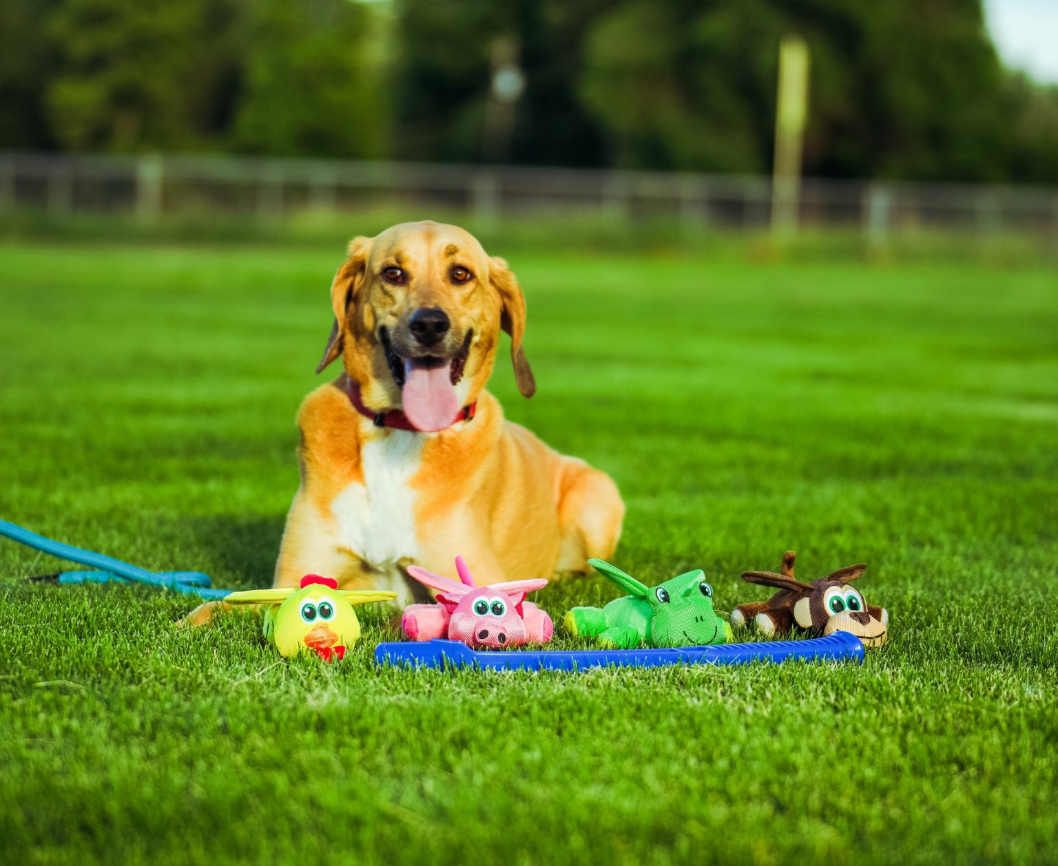 SuperZoo Exhibitors Share What Attendees Can Expect This Year Pet Age