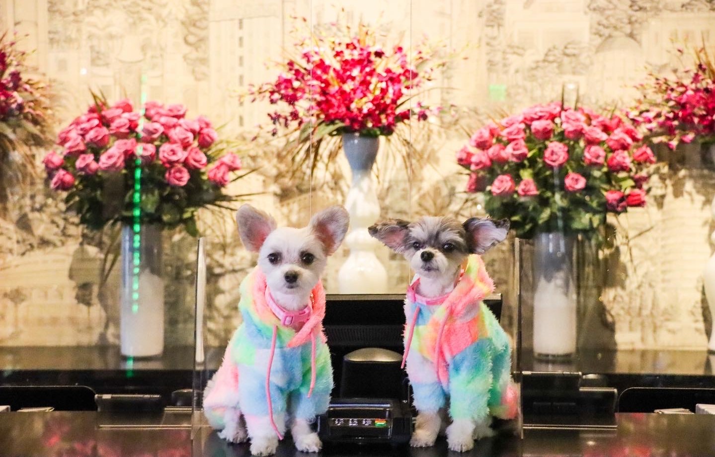Gucci launches pet collection for beloved pooches to live in style