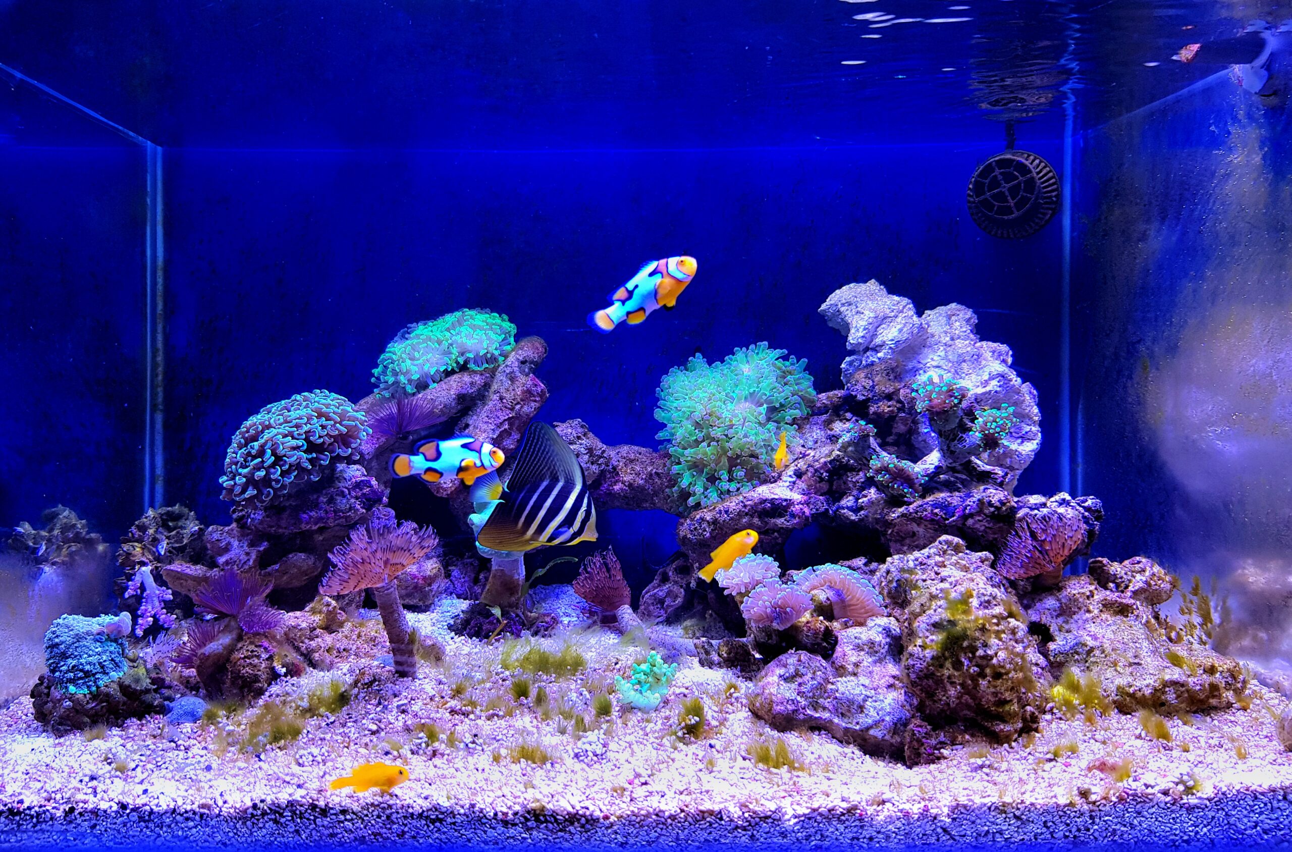 Angler Resin Ornaments Fish Tank Accessories Aquarium Fish Tank
