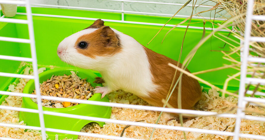 What Happens As Guinea Pigs Age?