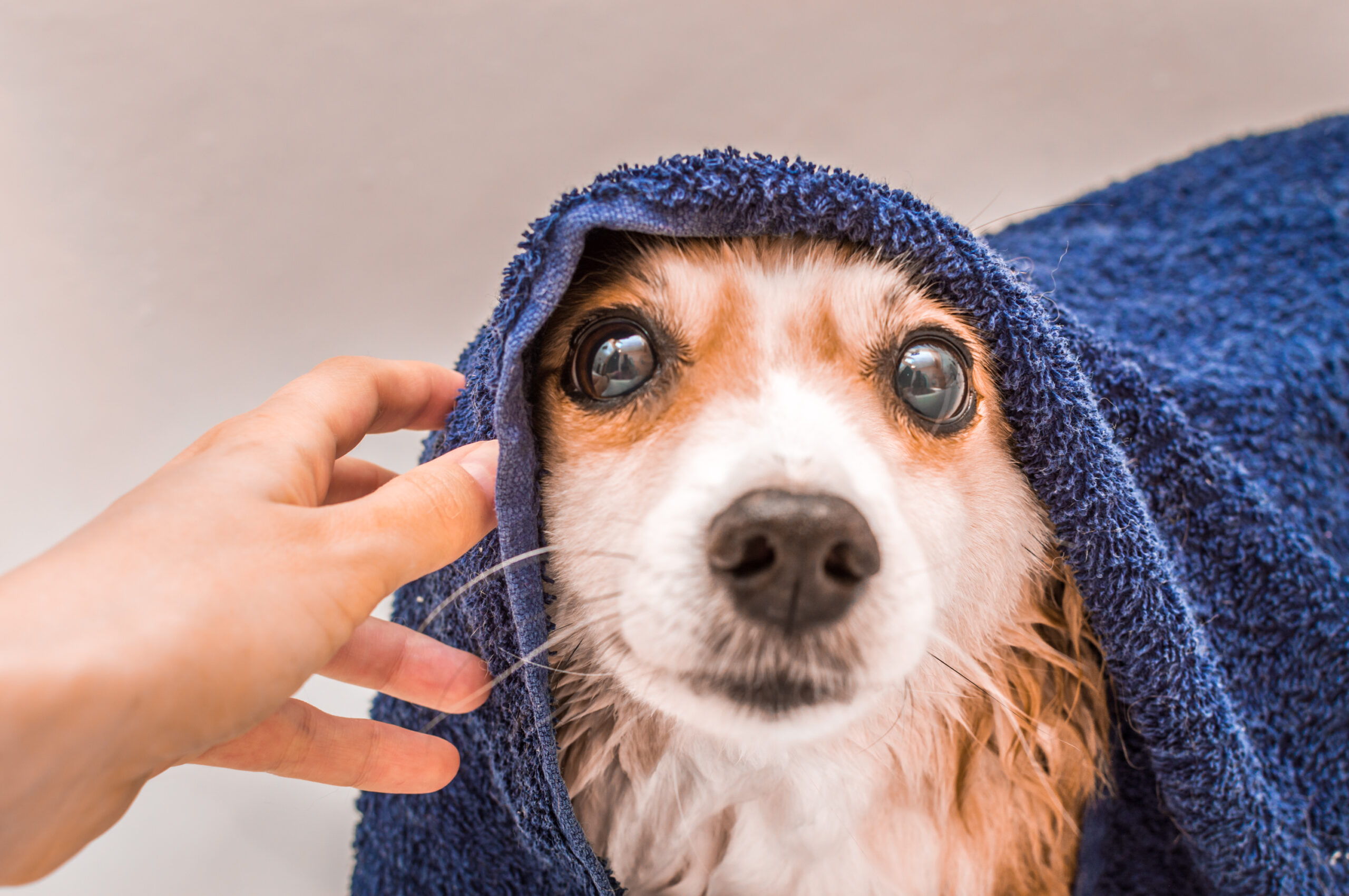 Trends and Products: Good Pet Grooming